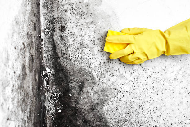 Best Black Mold Remediation in Merrydale, LA