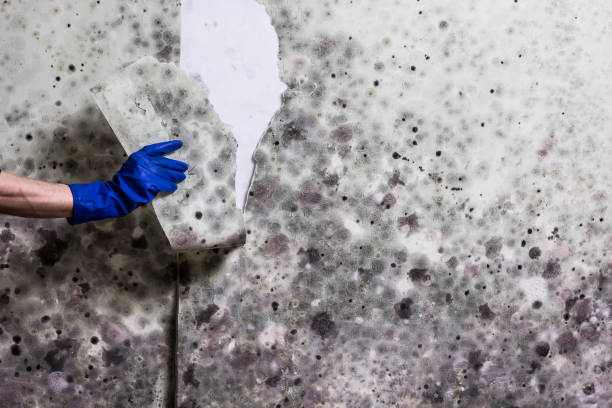 Best Preventive Mold Services in Merrydale, LA